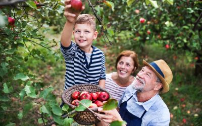 Apple Picking Season: Top RV-Friendly Orchards