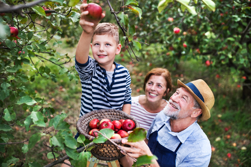 Apple Picking Season: Top RV-Friendly Orchards