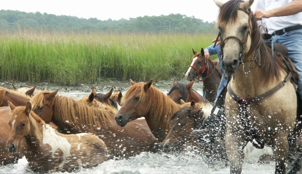 The Annual Wild Pony Swim