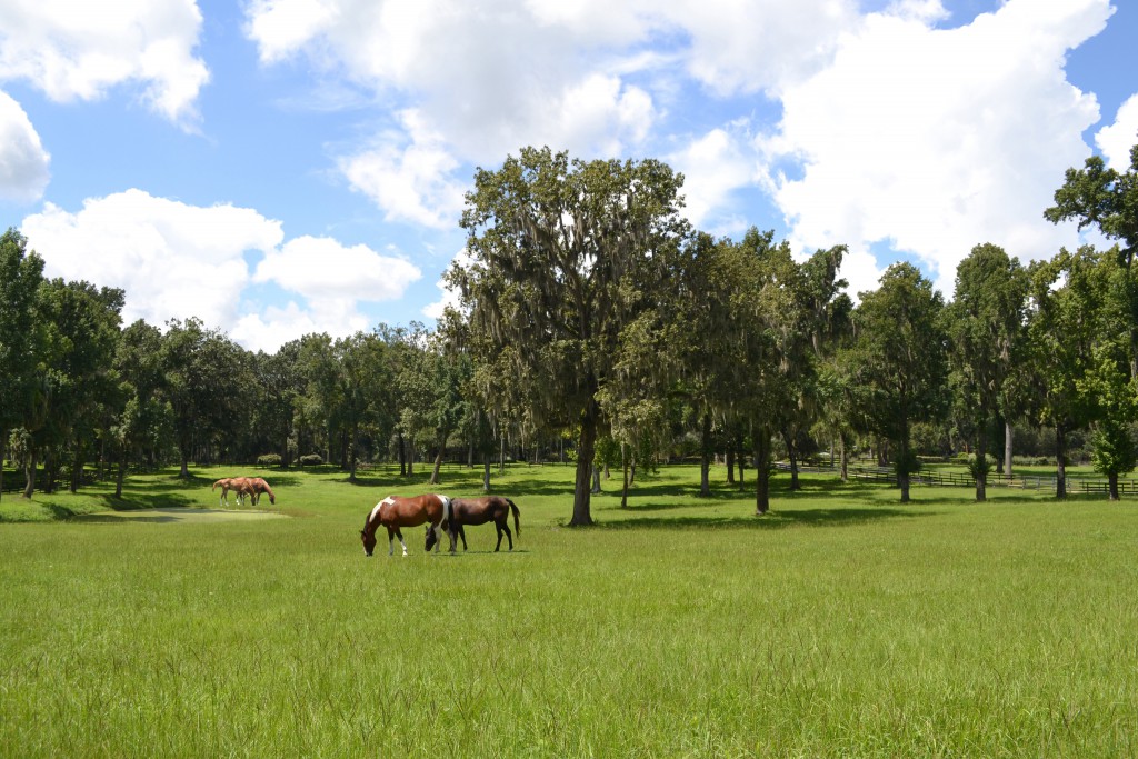 One of many picturesque horse farms in Ocala