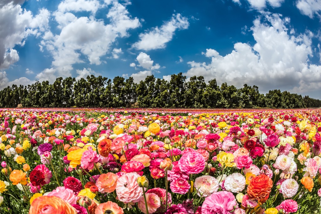 Top 5 Flower Shows to visit during your Spring Vacation RV Lifestyle
