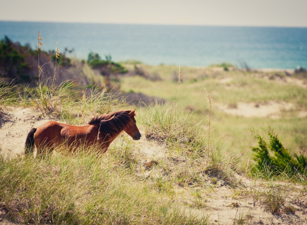 Wild horse in the dunes at Shackleford Banks.