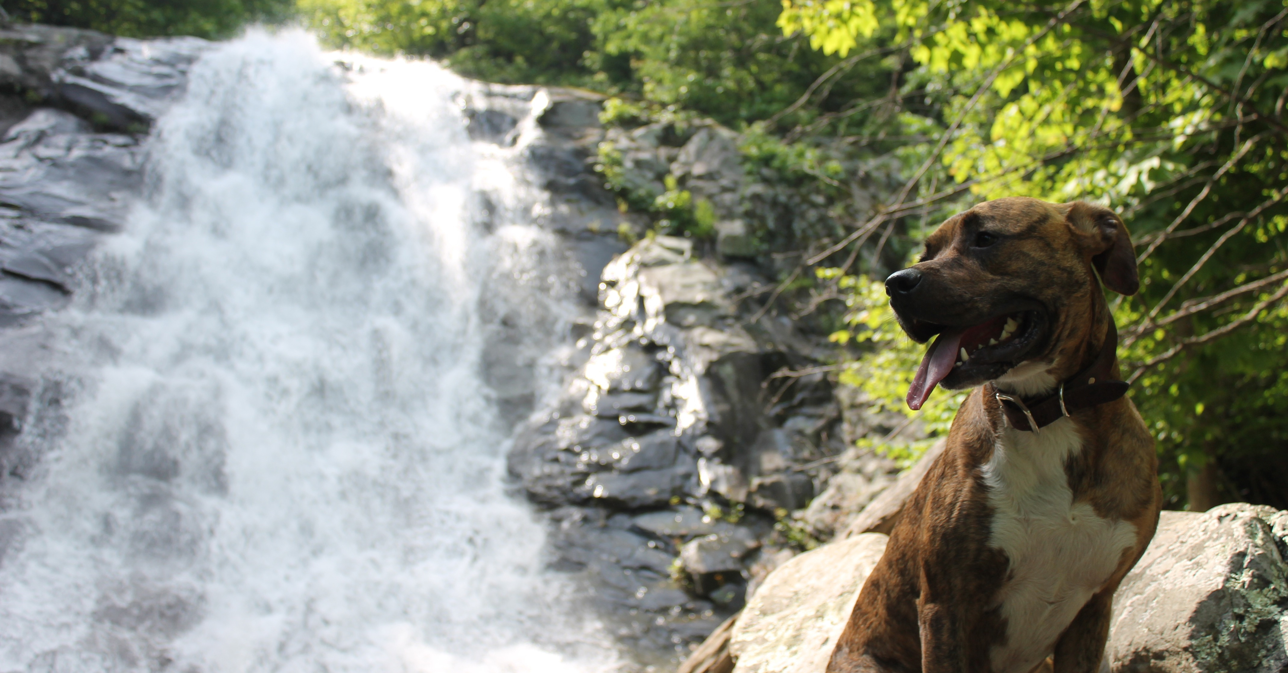 Planning the Perfect Dog Friendly RV Trip