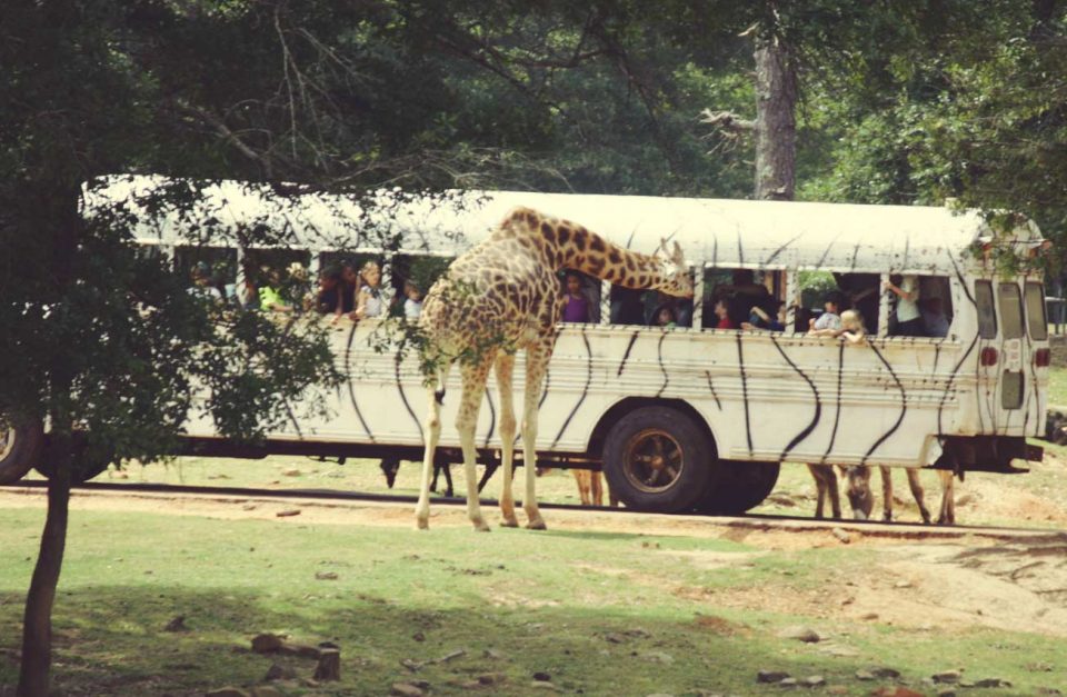wild-animal-safari-drive-thru-animal-park-zoo-inpage-tour-960x627 georgia -  RV Lifestyle News, Tips, Tricks and More from RVUSA!