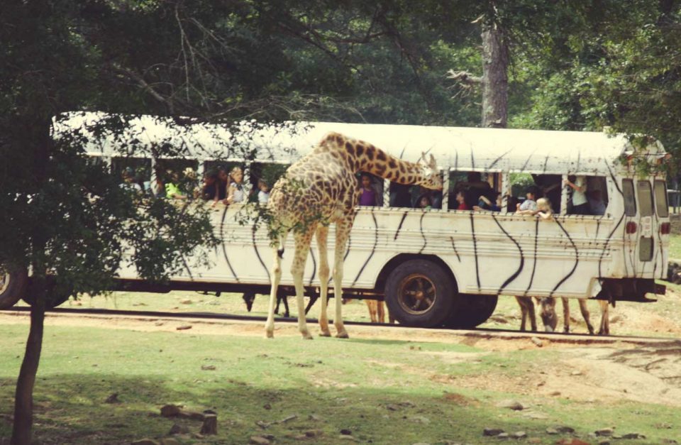 wild-animal-safari-drive-thru-animal-park-zoo-inpage-tour-960x627 georgia - RV Lifestyle News, Tips, Tricks and More from RVUSA! wild-animal-safari-drive-thru-animal-park-zoo-inpage-tour-960x627 georgia - RV Lifestyle News, Tips, Tricks and More from RVUSA!