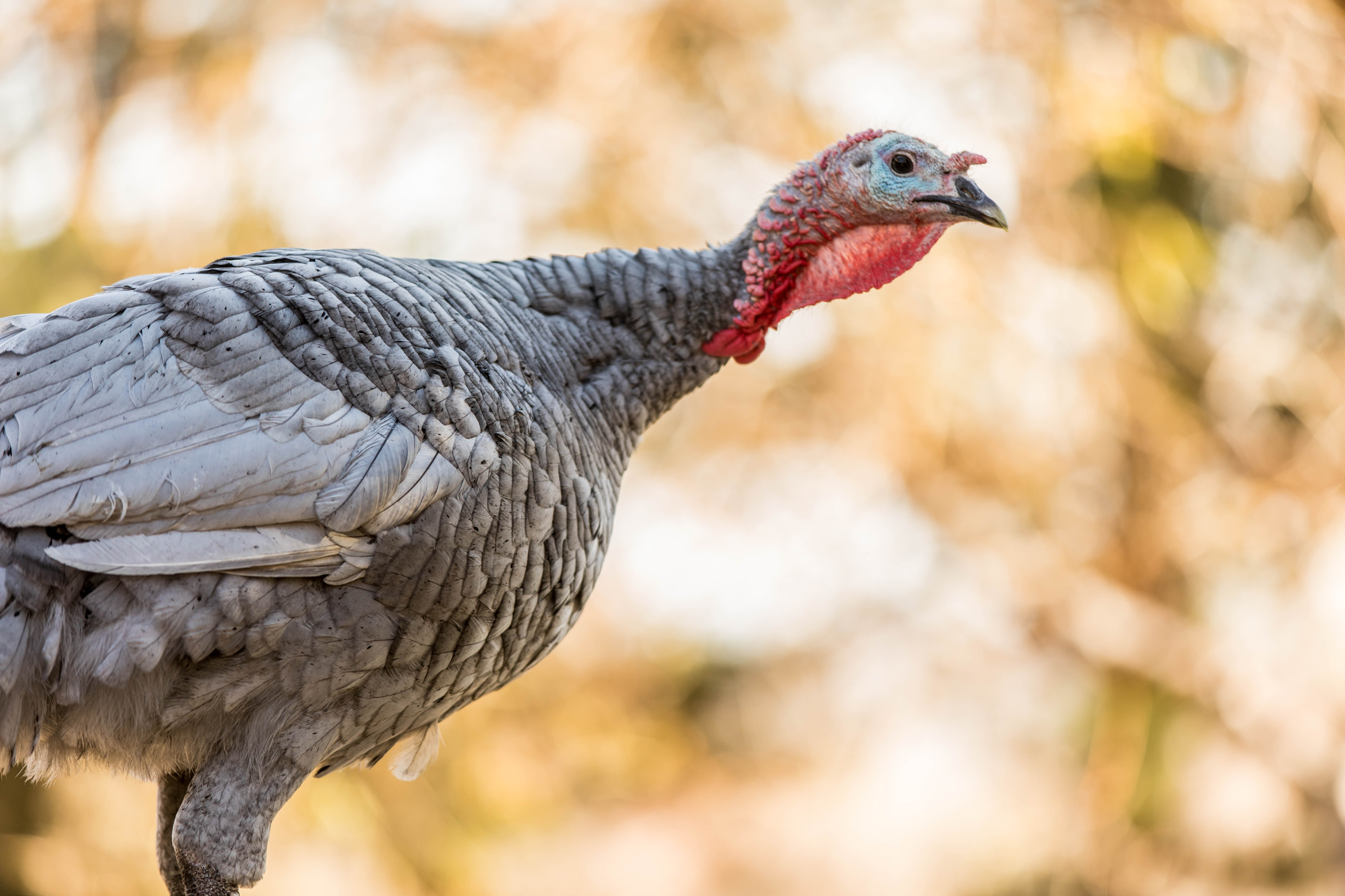 Be Thankful These Thanksgiving Mishaps Did Not Happen to You. Have a Happy Turkey Day From RVUSA.com