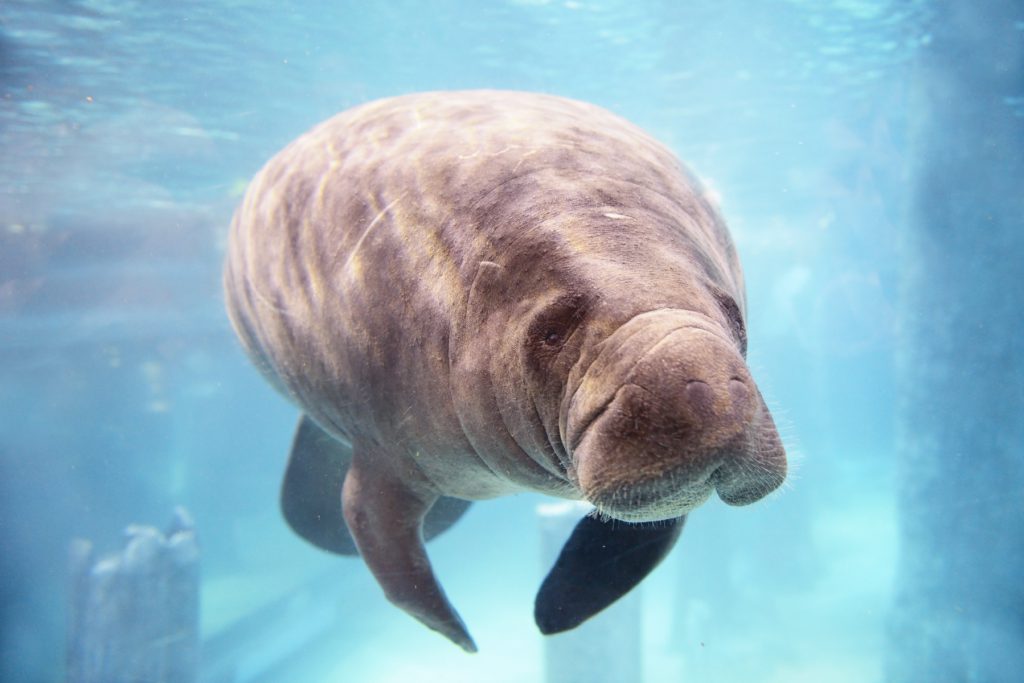 Manatee