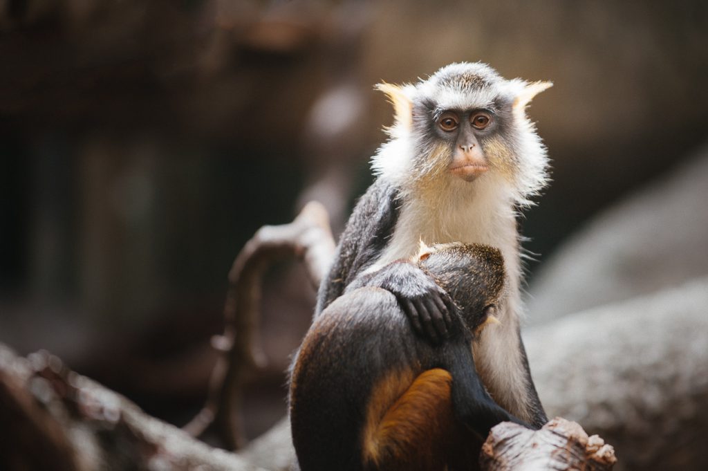 Monkey nursing at Bronx Zoo