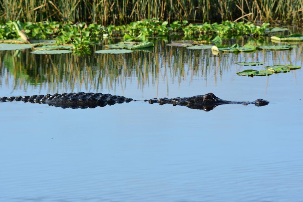 Gainesville Florida