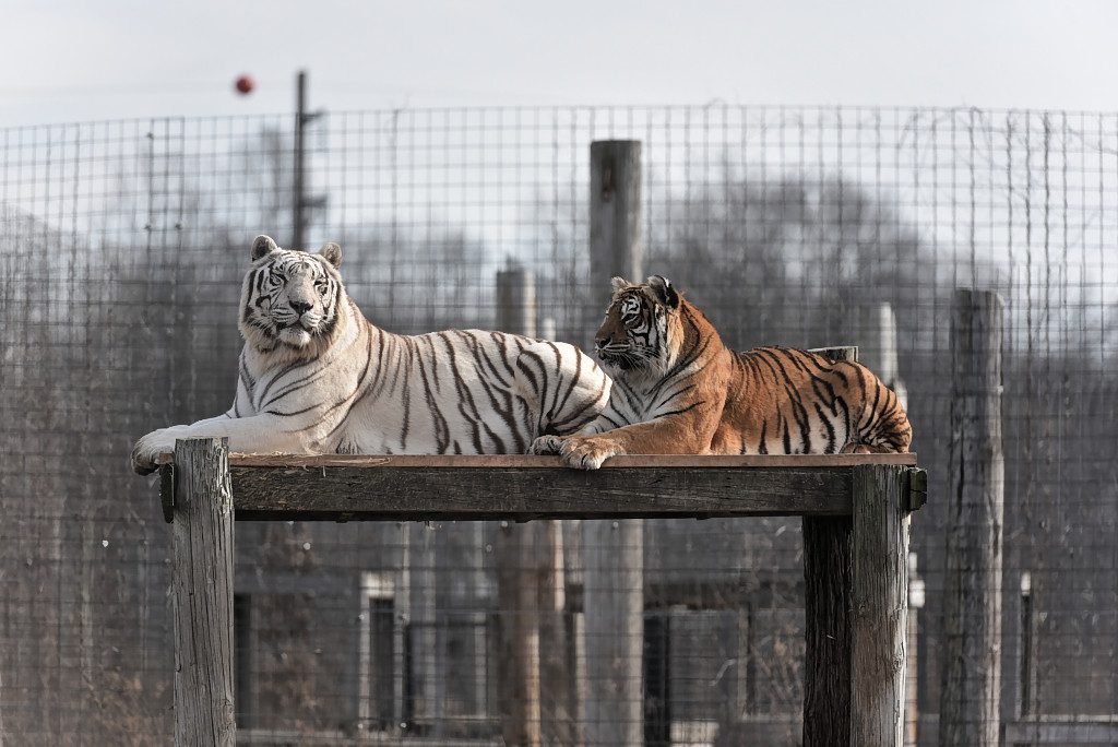 Exotic Feline Rescue Center