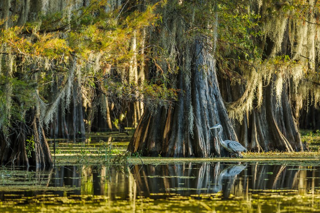 Caddo Lake