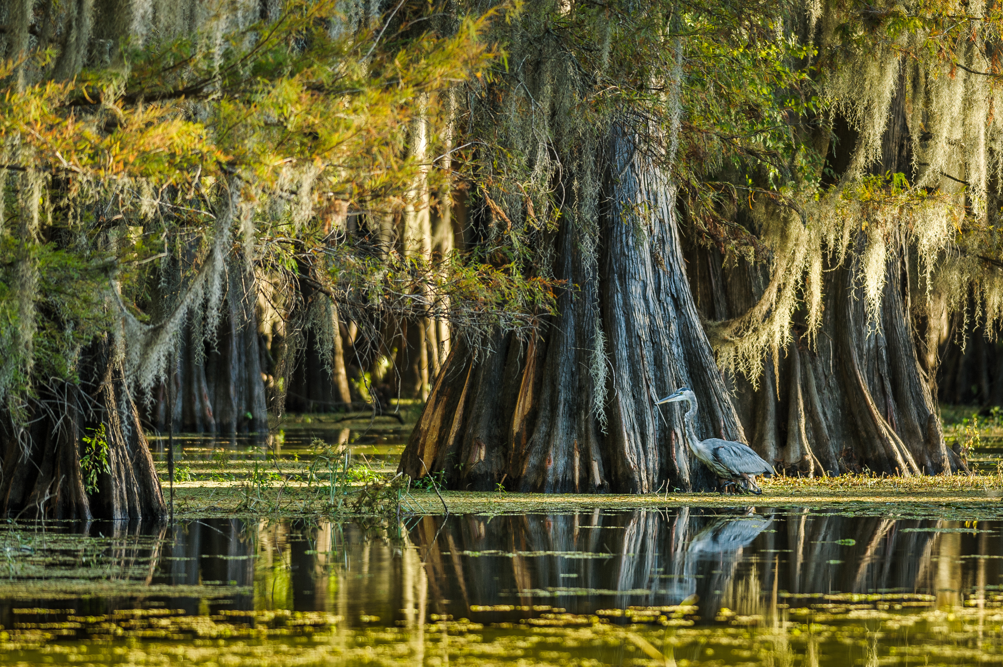 Caddo Lake RV Lifestyle News, Tips, Tricks and More from RVUSA!