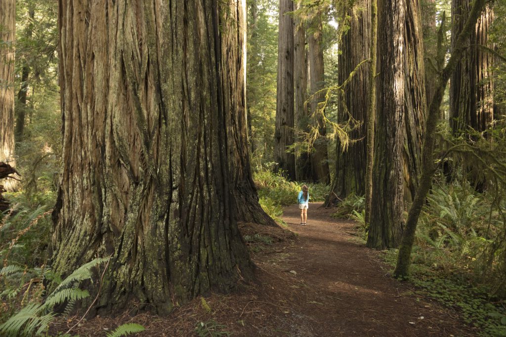 Redwood National Park California