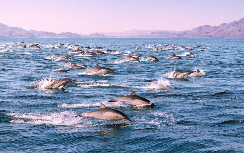 Sea of Cortez, Baja Mexico