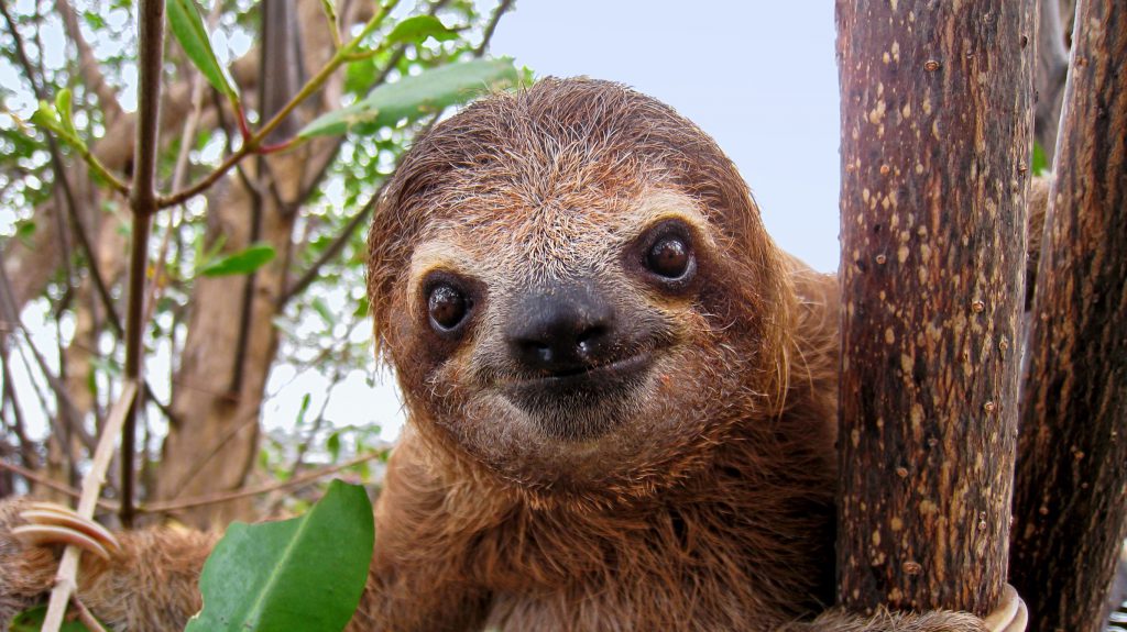 The Sloth Center