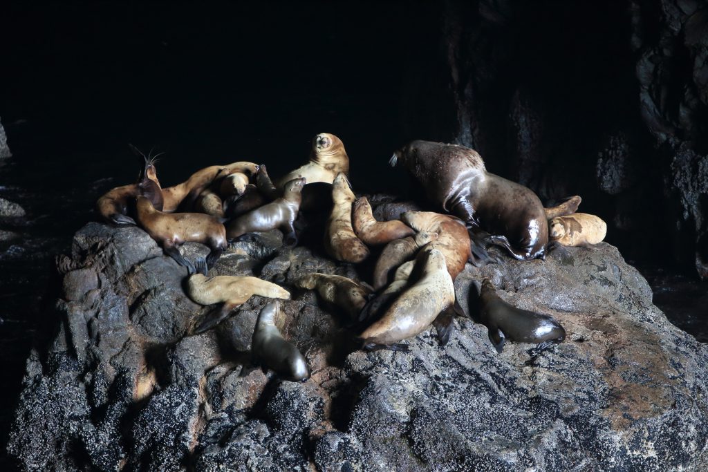 Sea Lion Caves