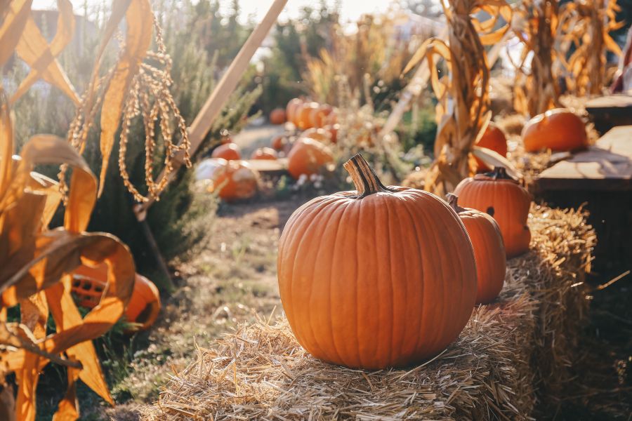 From Pumpkins to Parades: 10 of the Best Fall Festivals in the US