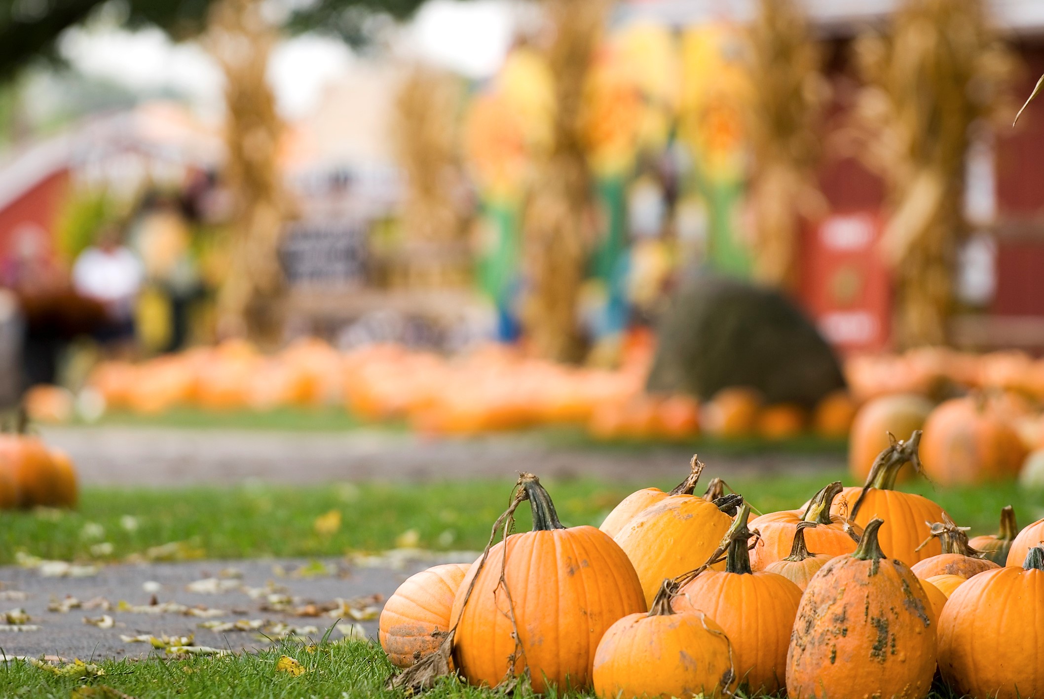 Bucket List Worthy Fall Festivals from Across The USA