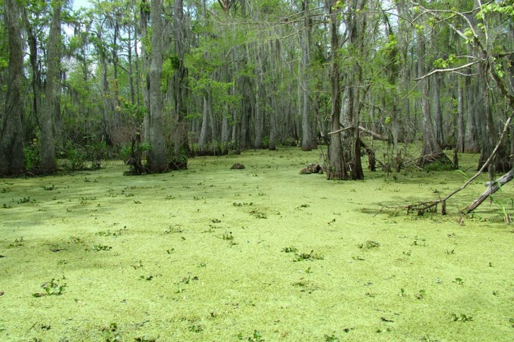 Honey Island Swamp