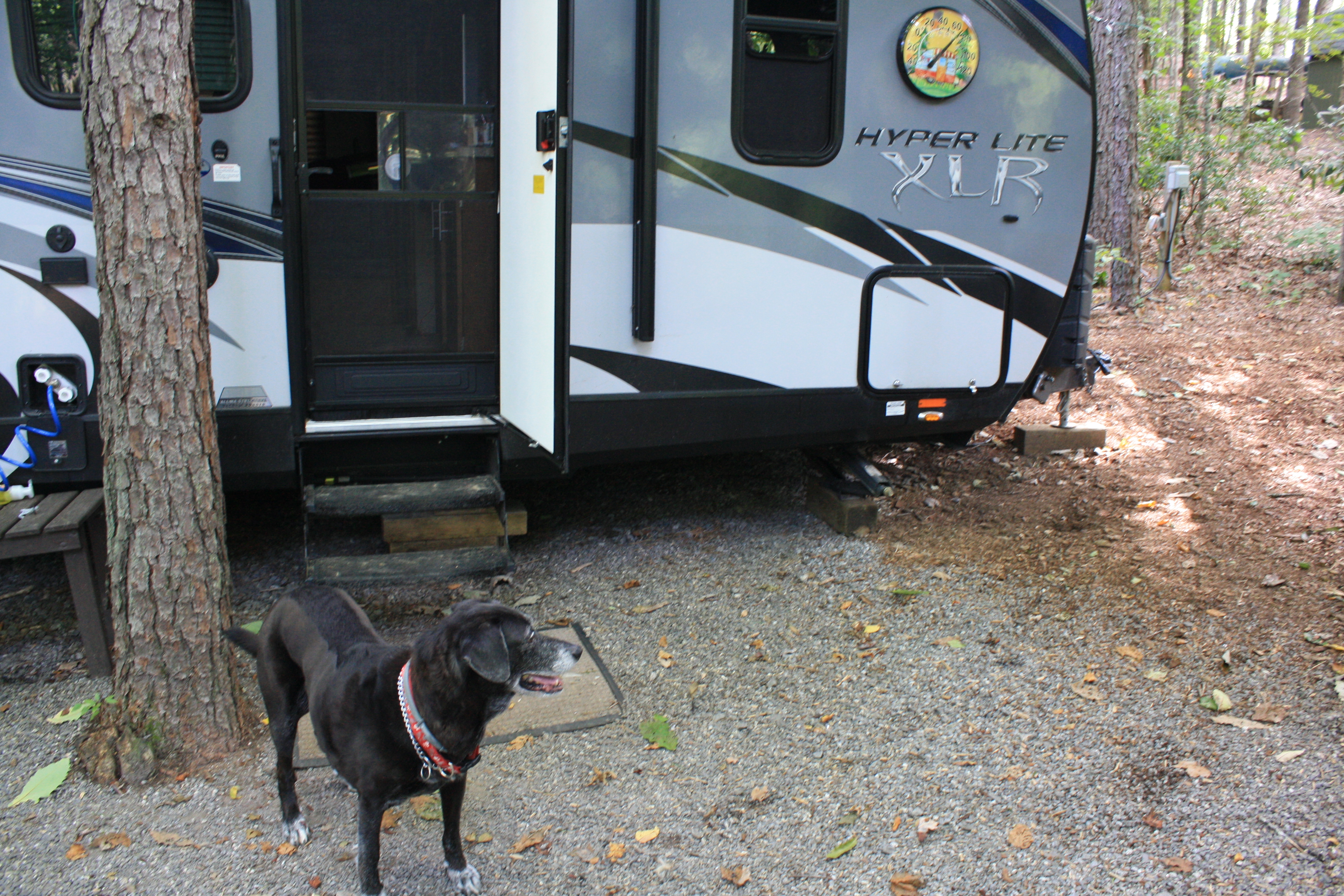 5 Things You Need To Know About Rving With Your Dog