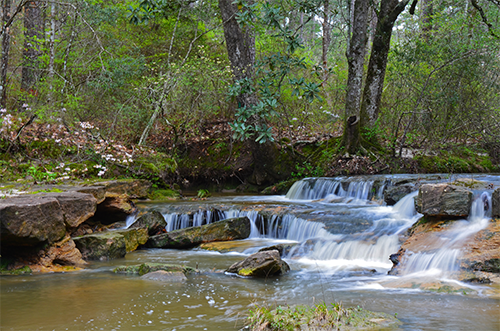 Kisatchie National Forest