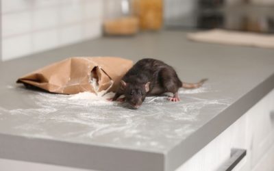 How to Keep Mice Out of Your RV and Avoid Expensive Repairs