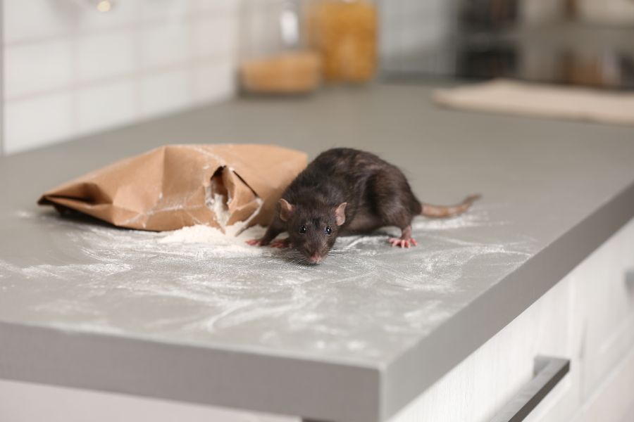 How to Keep Mice Out of Your RV and Avoid Expensive Repairs