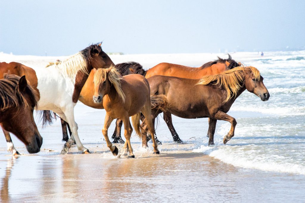 Assateague Island National Seashore, Maryland Romantic camping escapes