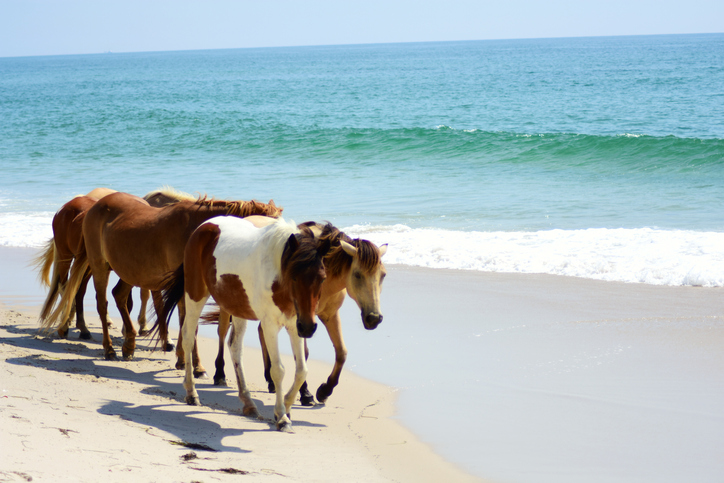 Chincoteague Island Horses. hidden gems of the east coast