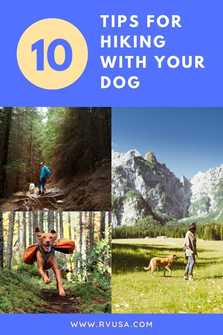 10 Safety Tips for Hiking with Your Dog RV Lifestyle News, Tips