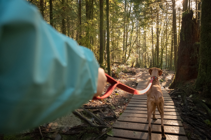 hiking with your dog
