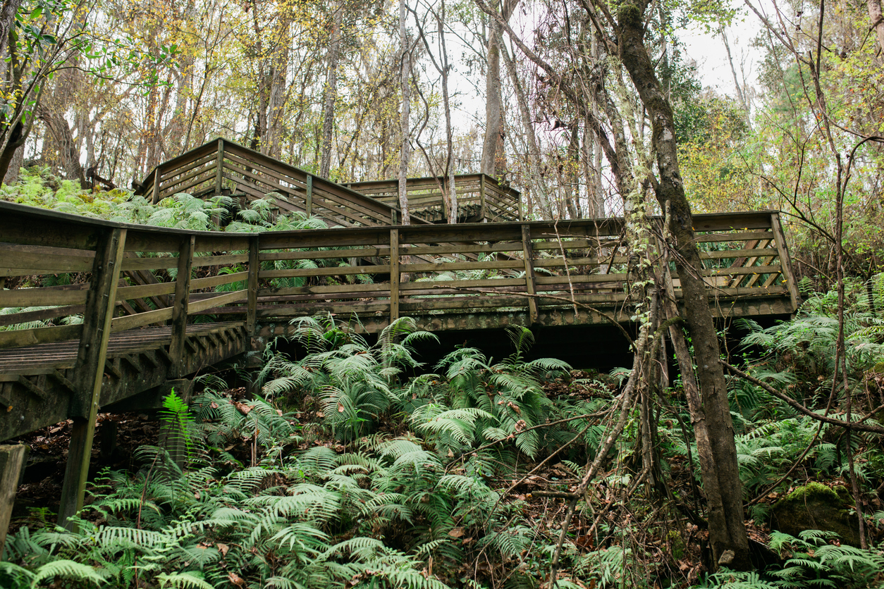 Wooden Stairs at Devil's Millhopper, Gainesville, FL RV Lifestyle