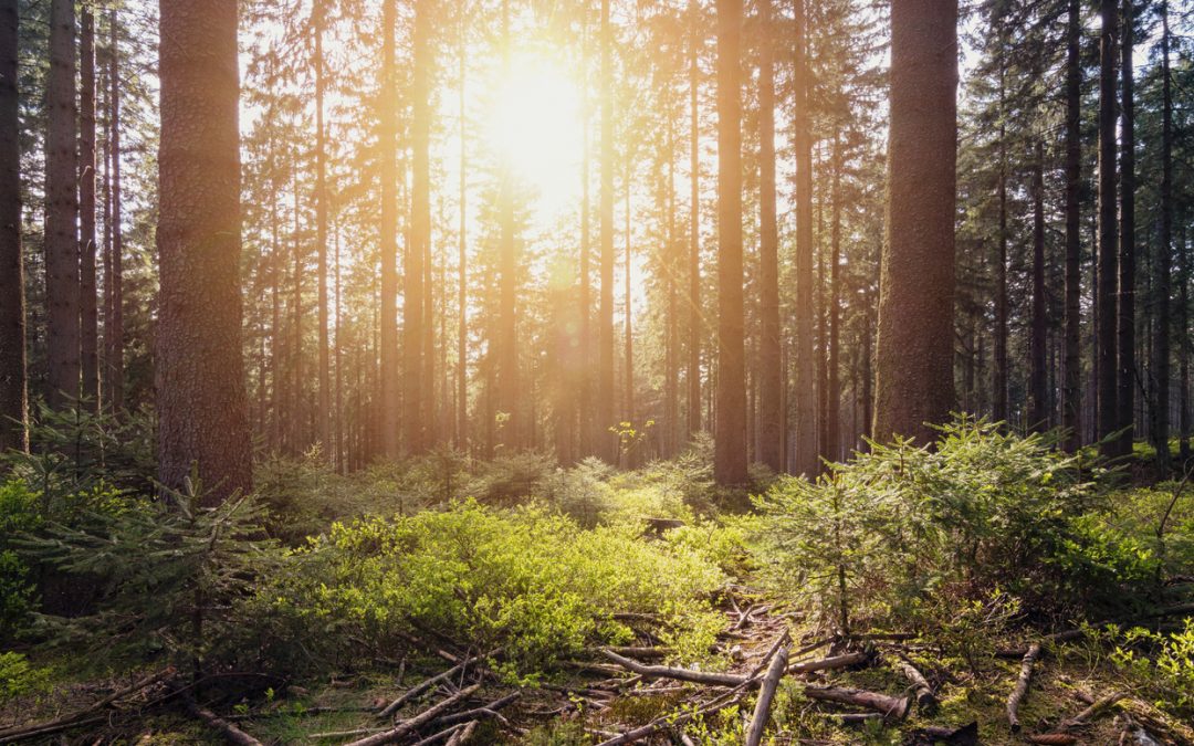 7 Most Haunted Campgrounds in the US