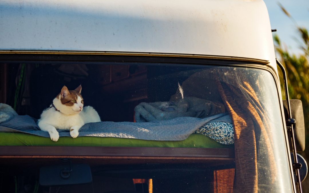 7 Must Haves for RVing with Cats
