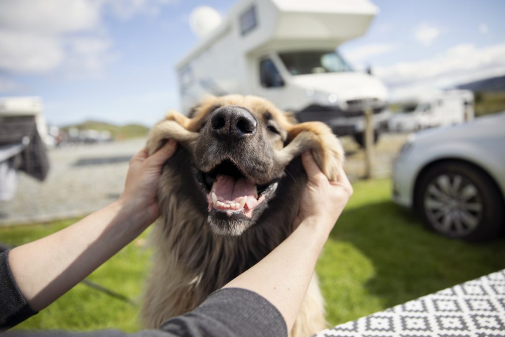 Dog smiles at a dog friendly RV park