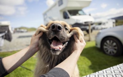 7 Best Dog Friendly RV Parks in the US