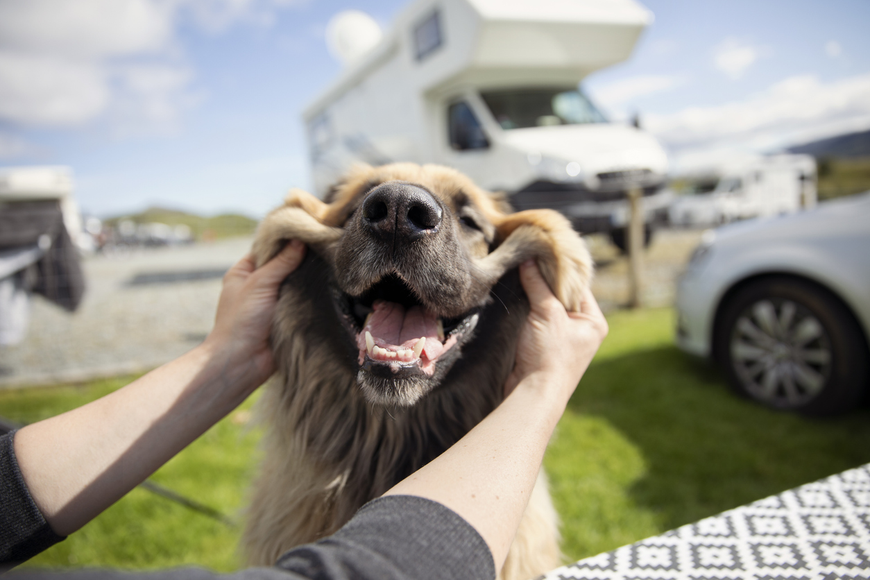 Dog smiles at a dog friendly RV park