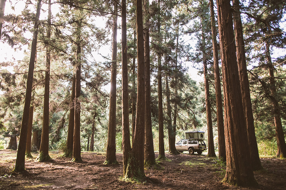 A camper parked in evergreen woods for a blog about overlanding gifts