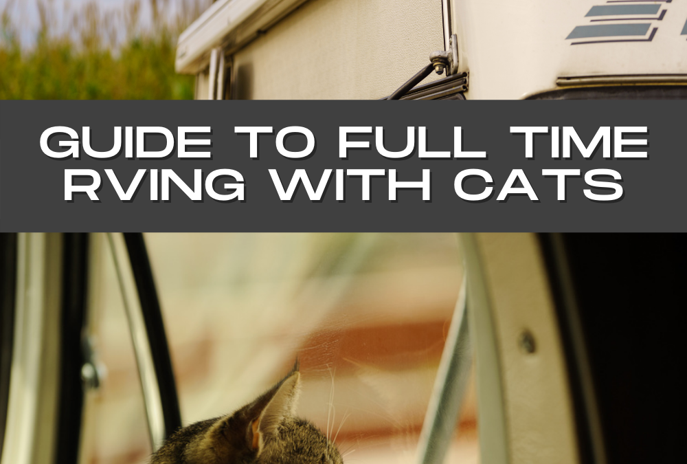 RV Travel with Cats RV Lifestyle News, Tips, Tricks and More from RVUSA!