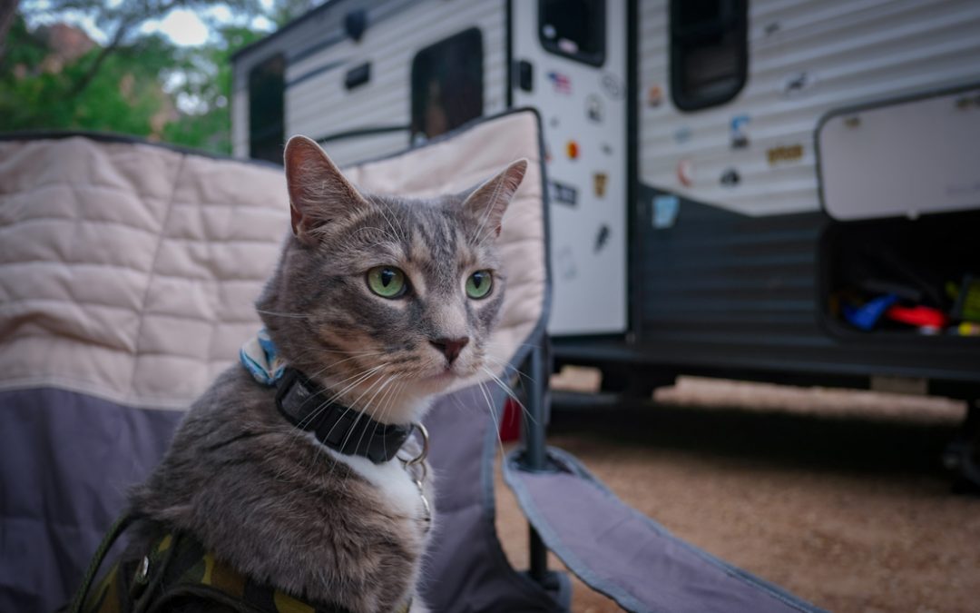 How to RV Travel with Cats Full-Time