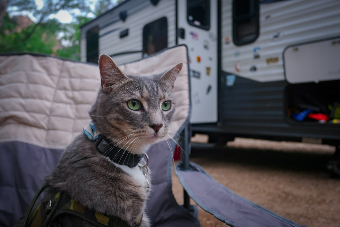 Photo of a cat in a chair outside the RV of someone performing RV travel with cats.