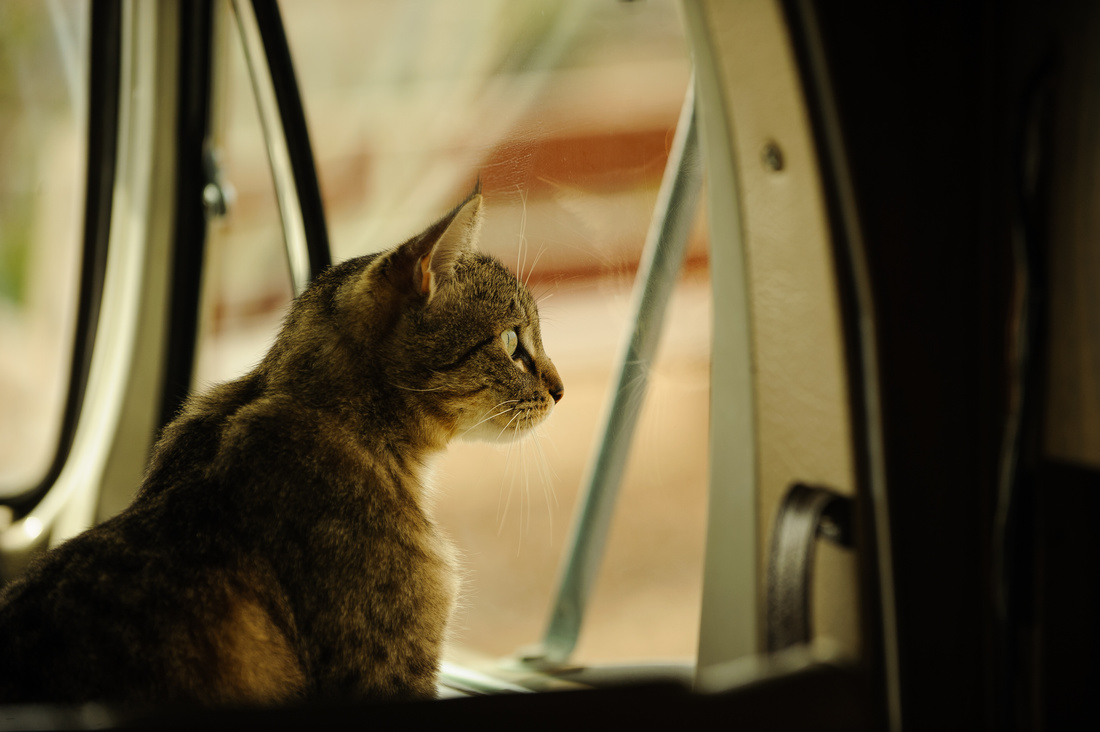 Cat looking out car window during RV travel with cats.