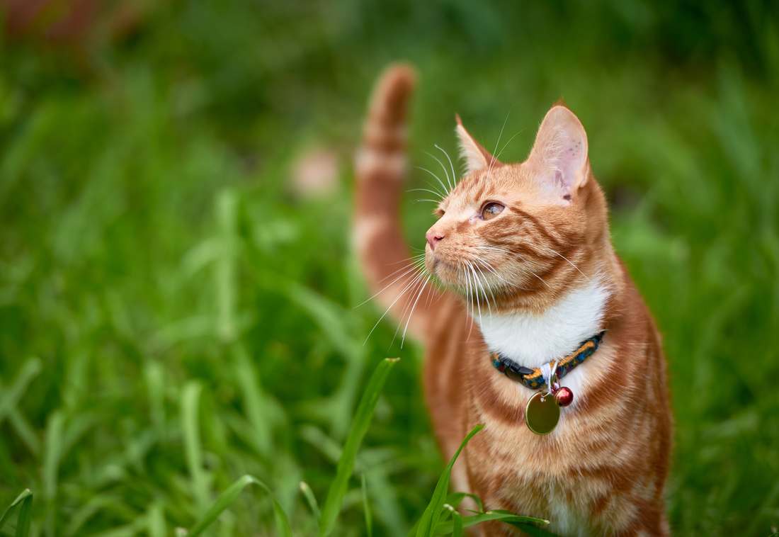 Orange tabby cat outside with a collar and bell on.