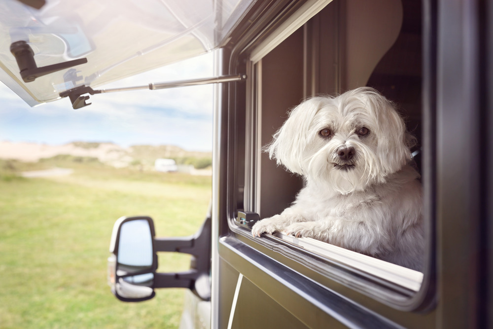 Dog looking out of camper van window