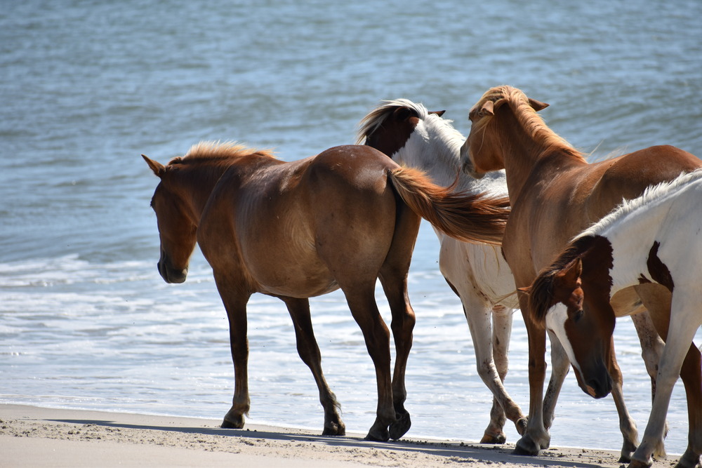 Horses on the beach in Assateague State Park 