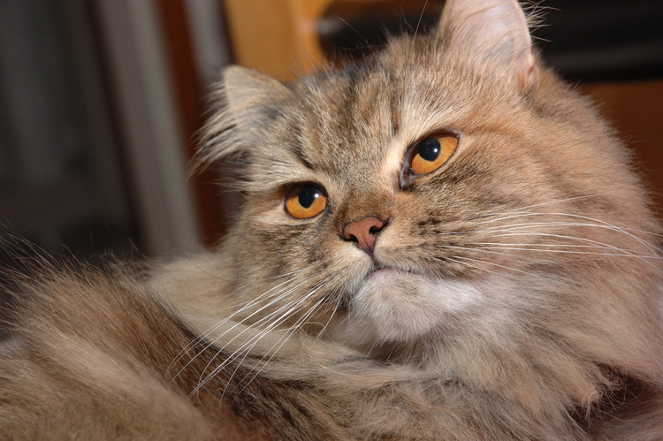 closeup of a cat on a couch