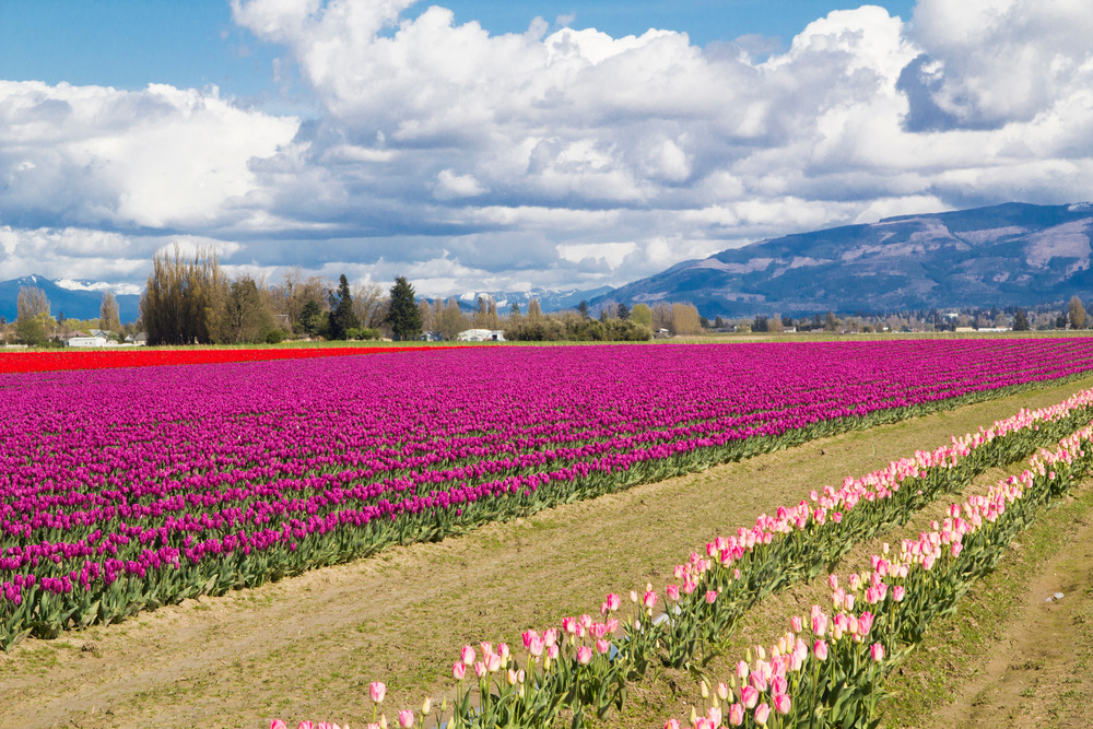 large tulip fields in a small town tulip fields blooming at the annual Skagit Valley Tulip Festival