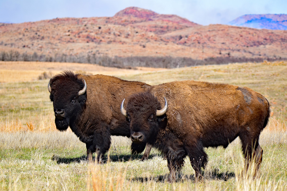 Bison at Wichita Mountains in Oklahoma