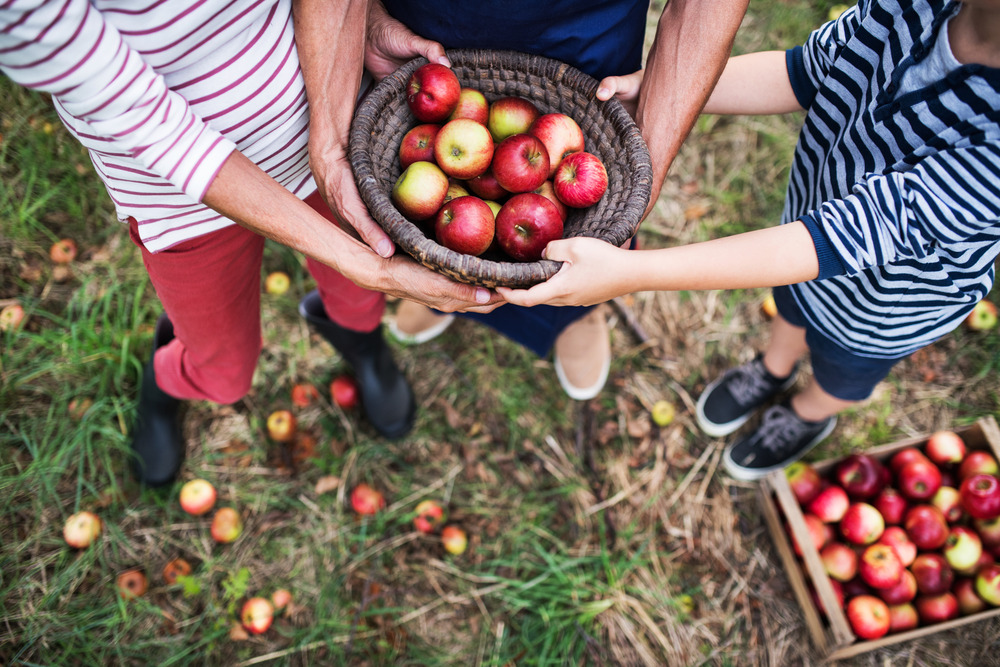 grandparents with grandson holding a basket full of apples in orchard during apple picking season.