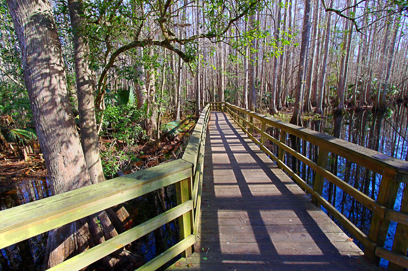 Highland Hammock State park bridge trail